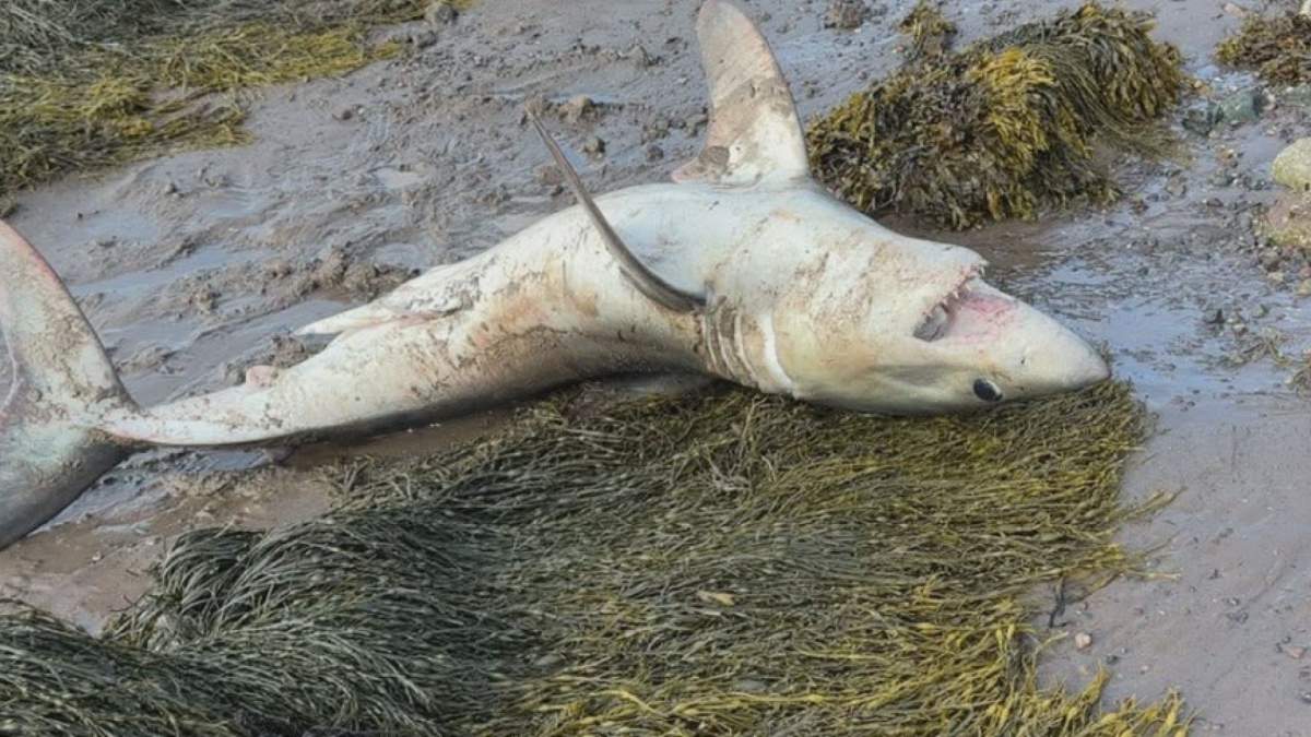 A porbeagle shark is pictured alive on Maces Bay after being found on Aug. 15. A local teenager pulled it back to the water and guided it into the sea. 