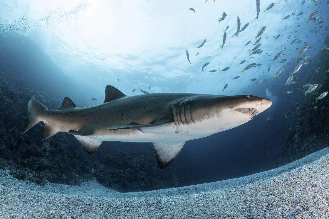 Sand Tiger shark, or grey nurse shark, swimming over the sandy bottom near the shallow entrance to the dive site, Fish Rock Cave, South West Rocks, NSW, Australia.