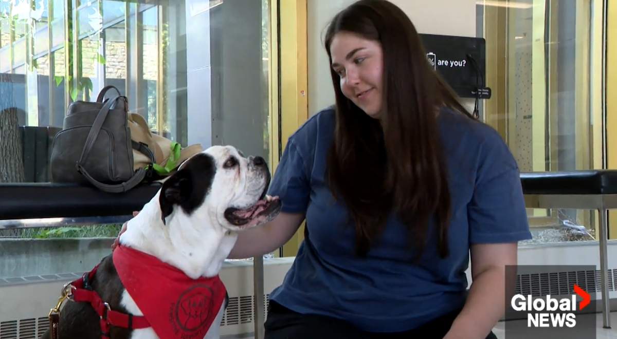 Therapy dog Molly shares a moment of affection with Mackenzie McKeown, research coordinator at the Human-Animal Connections Lab.
