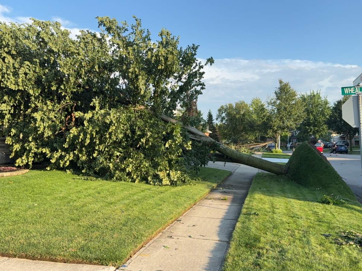 A tree sits on its side after being uprooted in Woodstock, Ont. during a storm that produced a tornado on Aug. 8. 