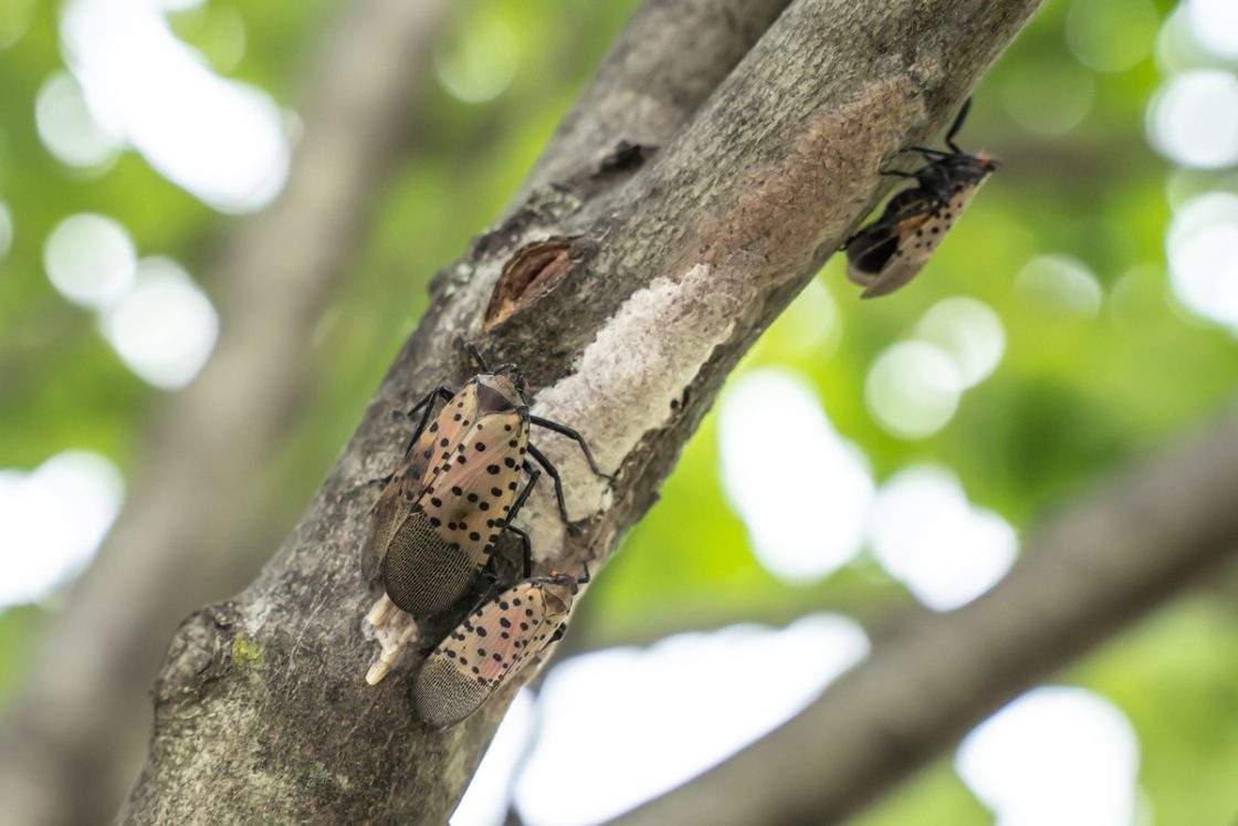An undated photo provided by the CFIA in a press release from Sept. 17, 2026 shows spotted lanternflies laying eggs in a mass.