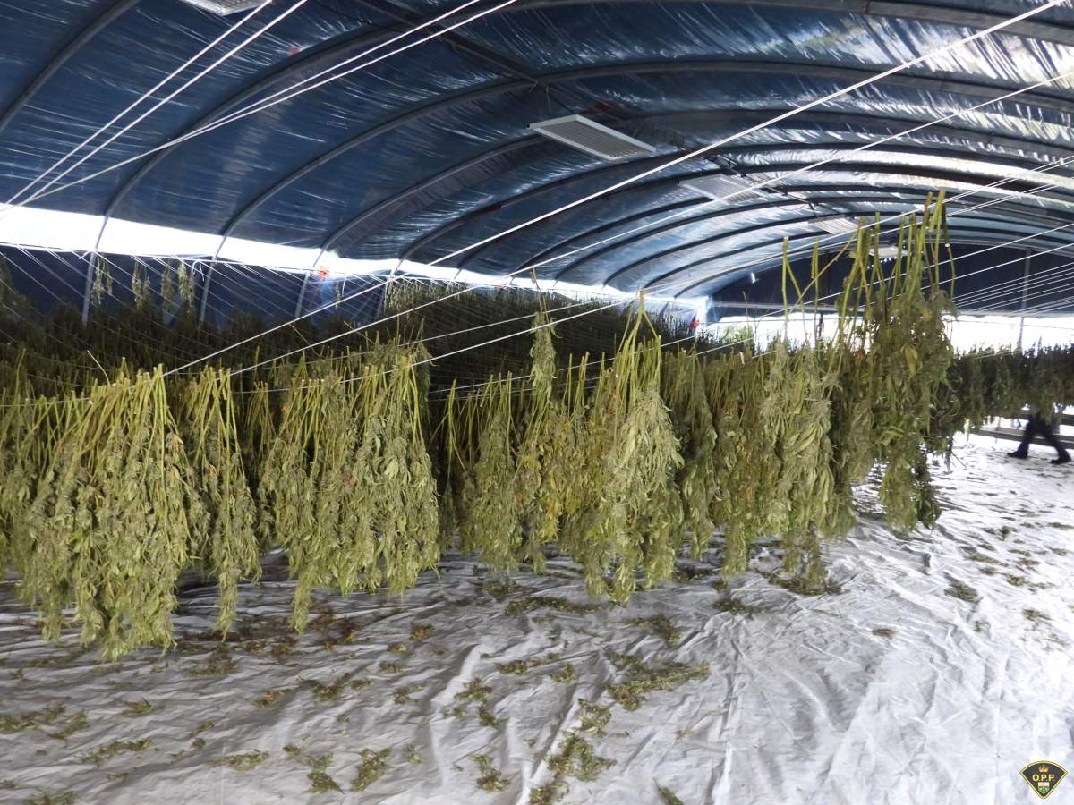Illegal cannabis being grown at a property. OPP