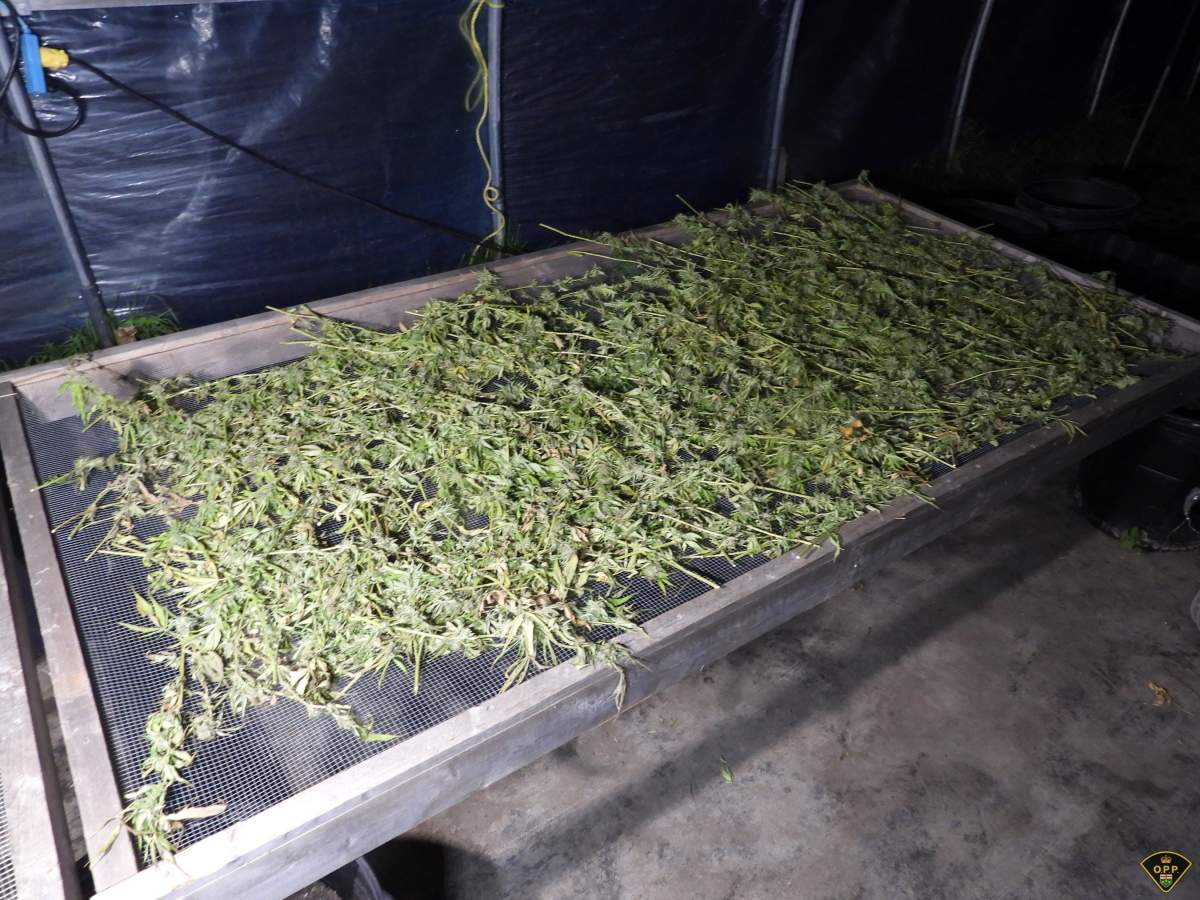 Display of cannabis at the illegal site. OPP