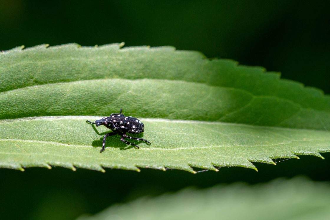 An undated photo provided by the CFIA in a press release from Sept. 17, 2026 shows an early stage nymph spotted lanternfly during the spring.