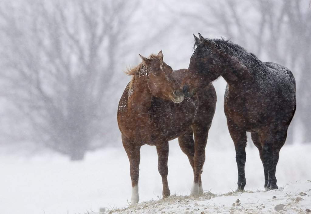 Two horses huddle together during a snow storm near Fredericton, New Brunswick Saturday, January 2, 2010. THE CANADIAN PRESS/Darren Calabrese.