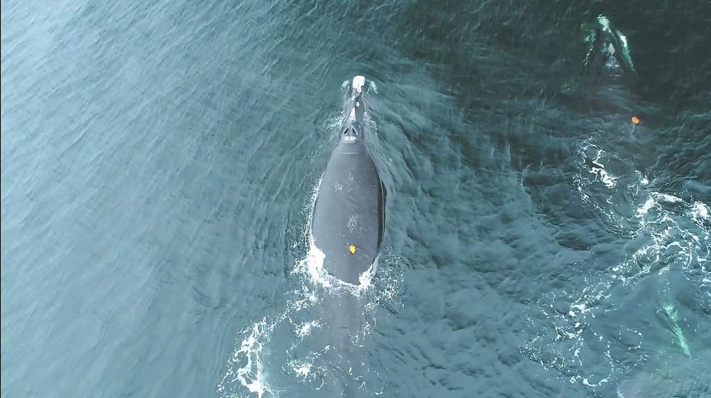 A tagged North Atlantic right whale in the Gulf of St. Lawrence is shown in this handout photo provided by Jay Kirkham, a PhD student at Dalhousie University. 
