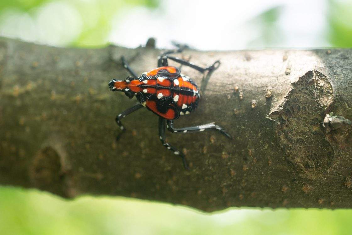 An undated photo provided by the CFIA in a press release from Sept. 17, 2026 shows a late-stage nymph spotted lanternfly during the summer.