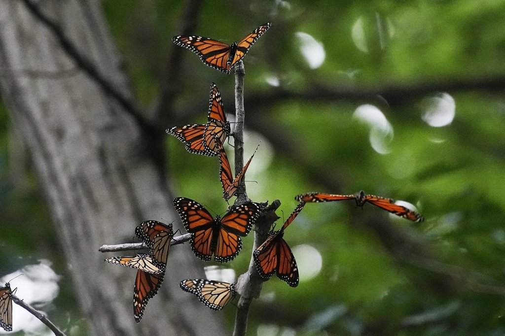 FILE - Monarch butterflies from Canada stop to rest in Wendy Park on their way to Mexico, Sept. 12, 2023, in Cleveland. (AP Photo/Sue Ogrocki, File).