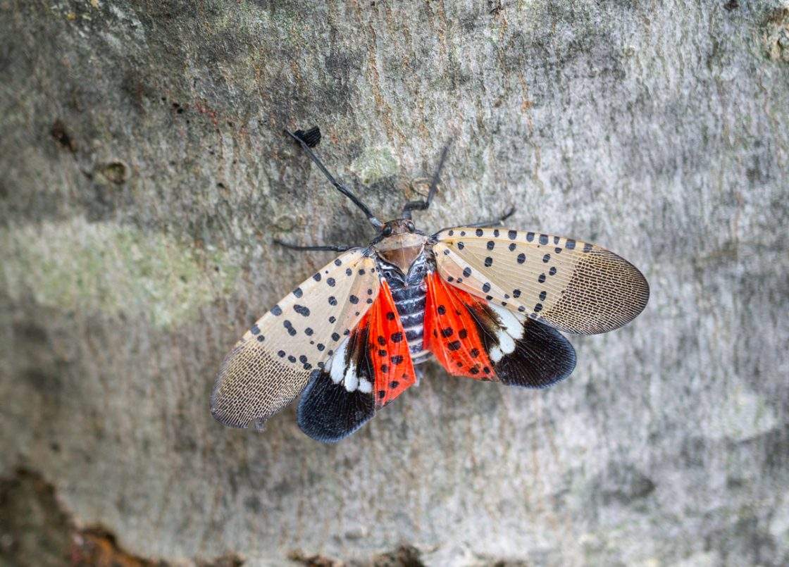 An undated photo provided by the CFIA in a press release from Sept. 17, 2026 shows an adult spotted lanternfly.