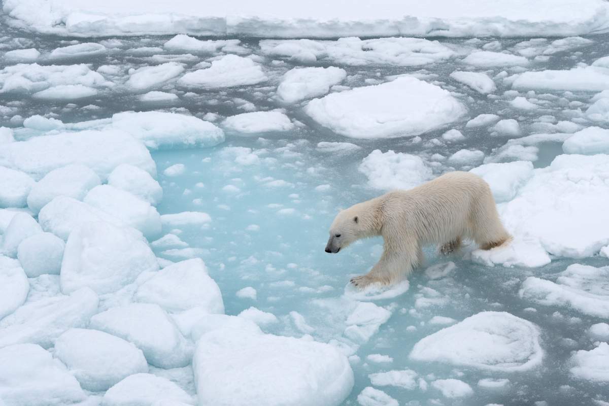 Polar Bears International says the biggest threat to polar bears is the loss of sea ice due to climate change.