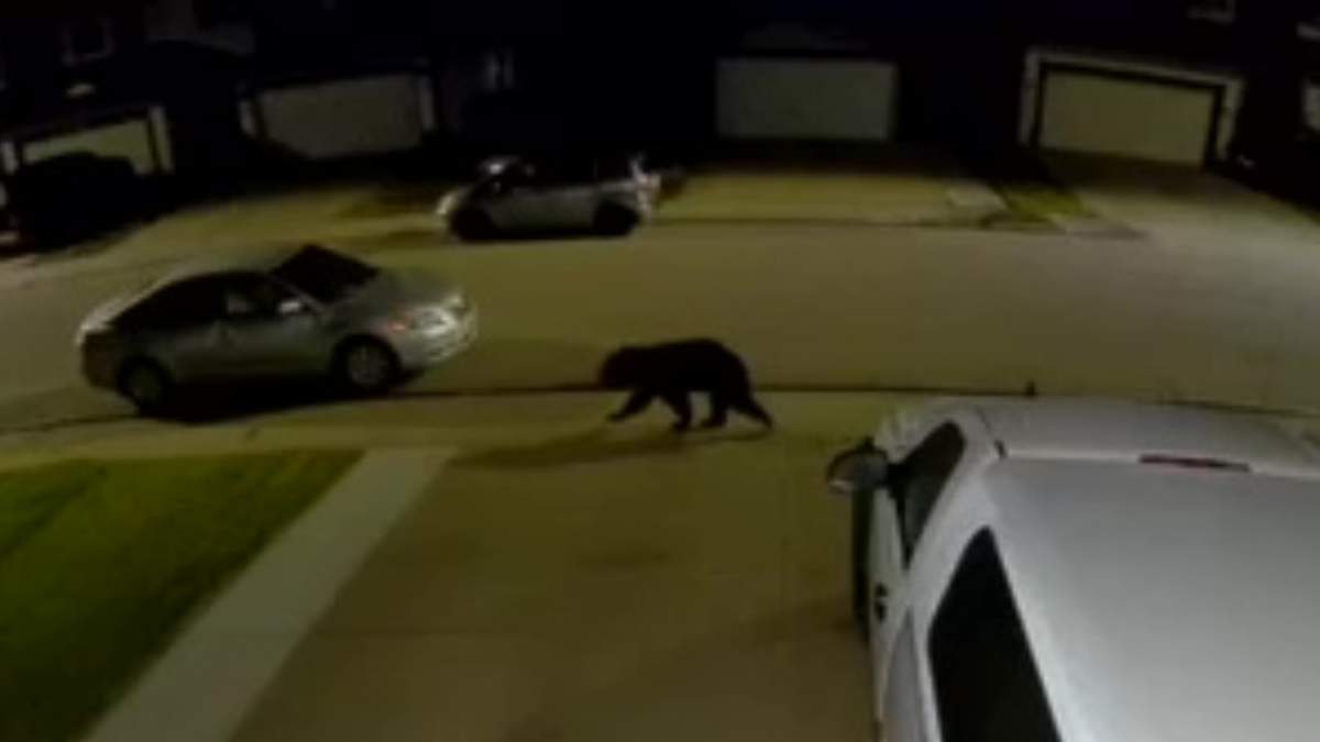 A small black bear was spotted roaming the Cumberland and Canossa neighbourhoods of north Edmonton overnight on Tuesday, Sept. 8, 2026.