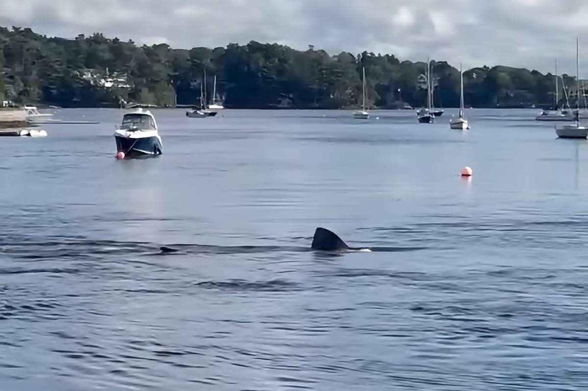 A basking shark is seen in this handout still image from a video, in the Bedford Basin at the mouth of the Sackville River, in Bedford, N.S., on Friday, Sept. 18, 2026.