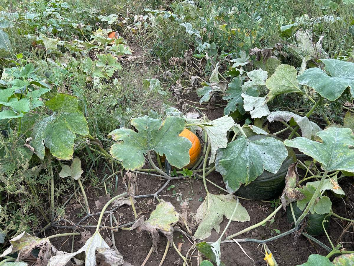 Pumpkins at the Warner Ranch and Pumpkin Farm in Niagara Falls, Ont.