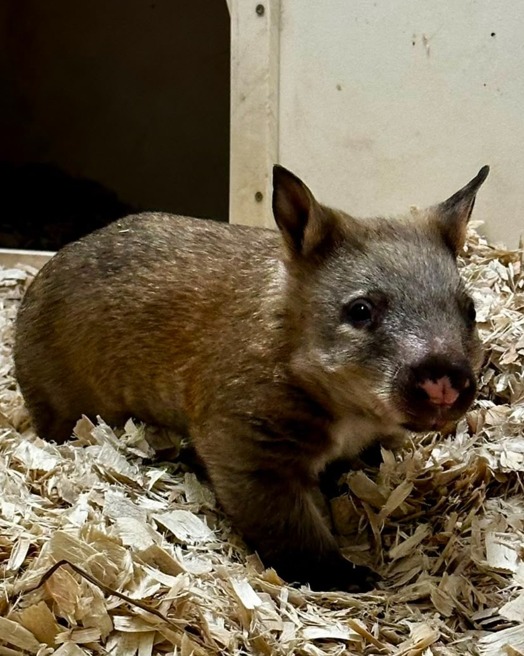 Toronto Zoo's baby wombat.