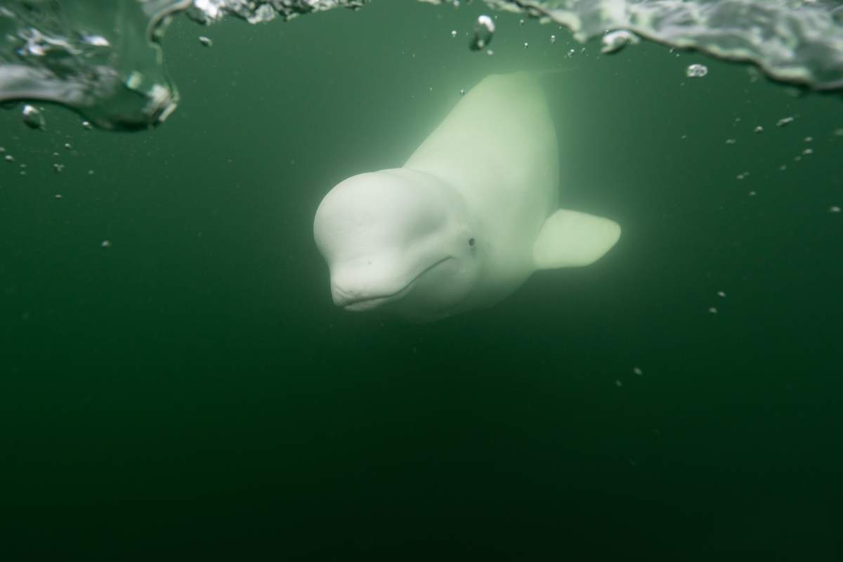 A beluga whale approaches the underwater camera on Polar Bear International’s ‘beluga boat’.
