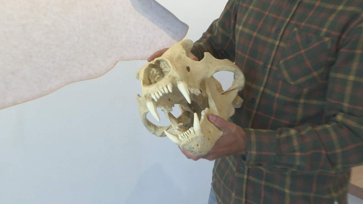 Kieran McIver holds a life-sized replica of a male polar bear skull at Polar Bears International in Churchill, Man.