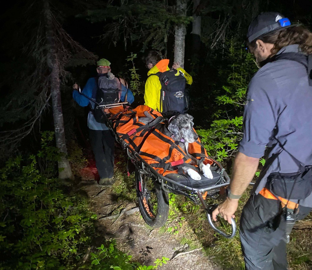 An injured dog is rescued from Mt. Macpherson near Revelstoke, B.C., on Sunday, Sept. 13, 2026, in this handout photo.