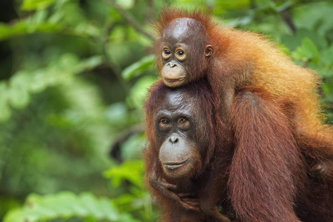 FILE: Bornean Orangutan female carrying her son aged 3 years (Pongo pygmaeus wurmbii). Camp Rasak, Lamandau Nature Reserve, Central Kalimantan, Borneo, Indonesia. July 2010.