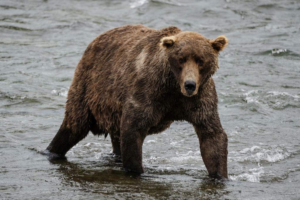 480 Otis walks across Brooks River in Bristol Bay, AK on Sept. 20, 2023. 480 Otis is estimated to be 27 years old and is a four time Fat Bear Week Champion.