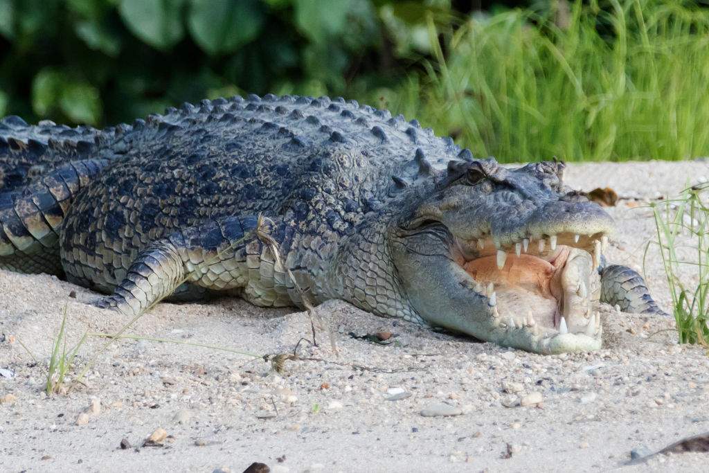 Saltwater Crocodile with open mouth (Crocodylus porsus) Daintree Rive, Northrn Queensland, Australia.