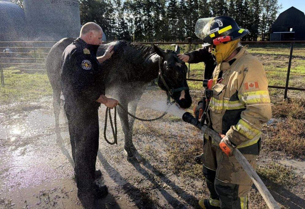 The horse is expected to make a full recovery, according to Melfort's fire service.