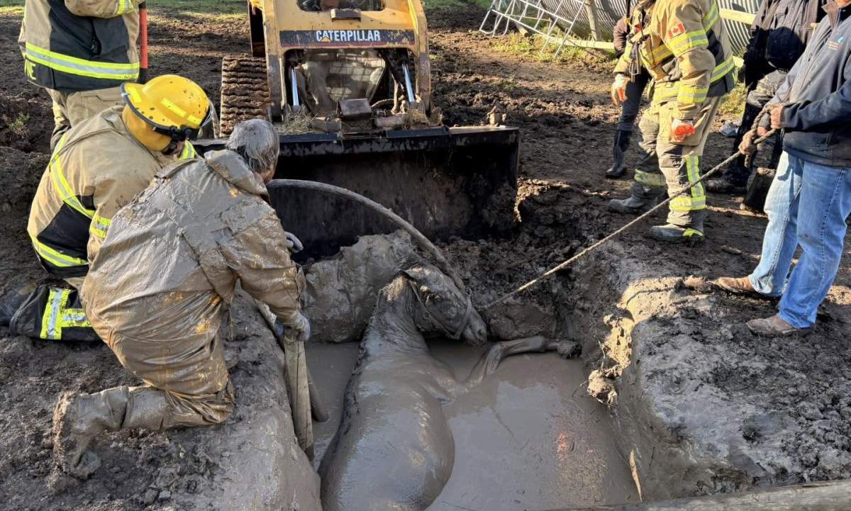 The horse is believed to have stuck in the mud pit for several hours.