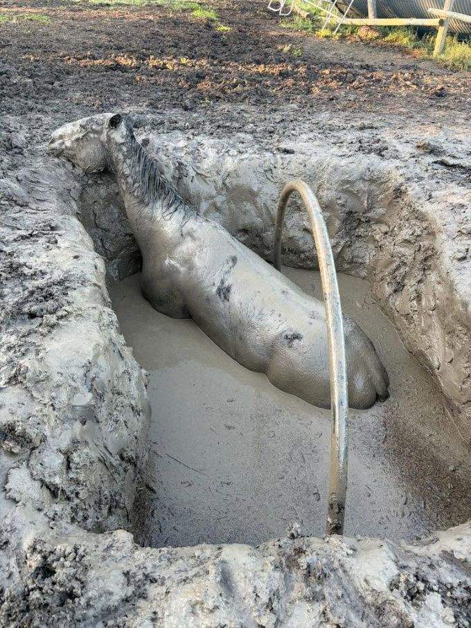 The horse is believed to have stuck in the mud pit for several hours.
