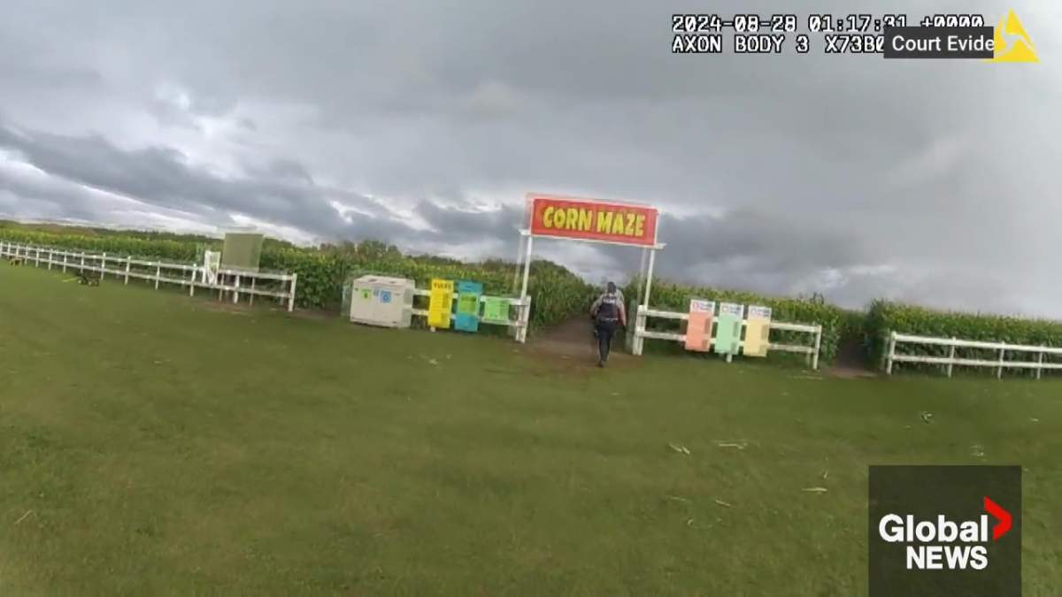 RCMP officers running into the Edmonton Corn Maze on Aug. 27, 2024, where Michael Ferzli stabbed Joseph Farnsworth to death.