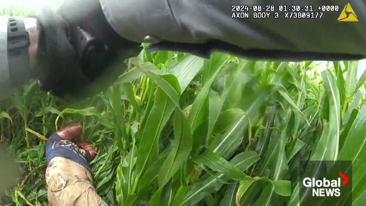 An RCMP officer finds Michael Ferzli laying with a deceased Joseph Farnsworth at the Edmonton Corn Maze on Aug. 27, 2024.