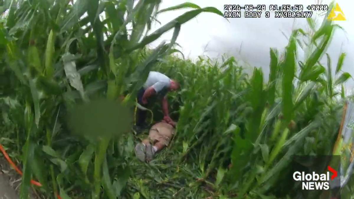 An RCMP officer finds Michael Ferzli laying with a deceased Joseph Farnsworth at the Edmonton Corn Maze on Aug. 27, 2024.