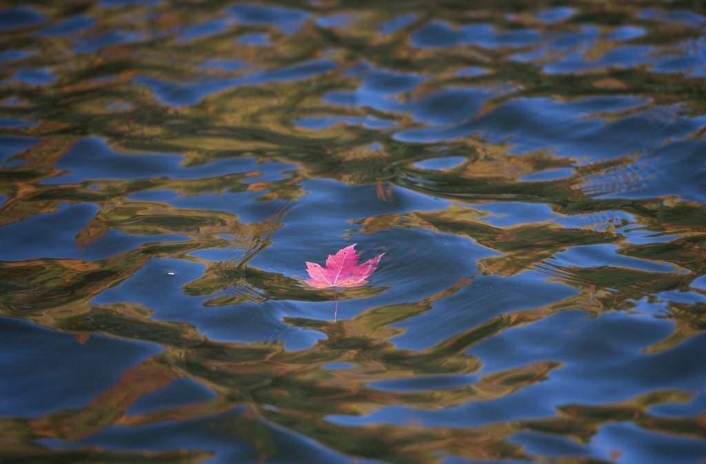 A maple leaf floats in the water as fall colours are reflected in Meech Lake in Chelsea, Que., on Sunday, Oct. 11, 2020. THE CANADIAN PRESS/Justin Tang.
