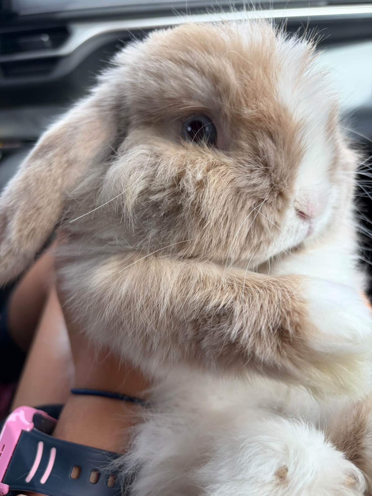 Biscuit Markham