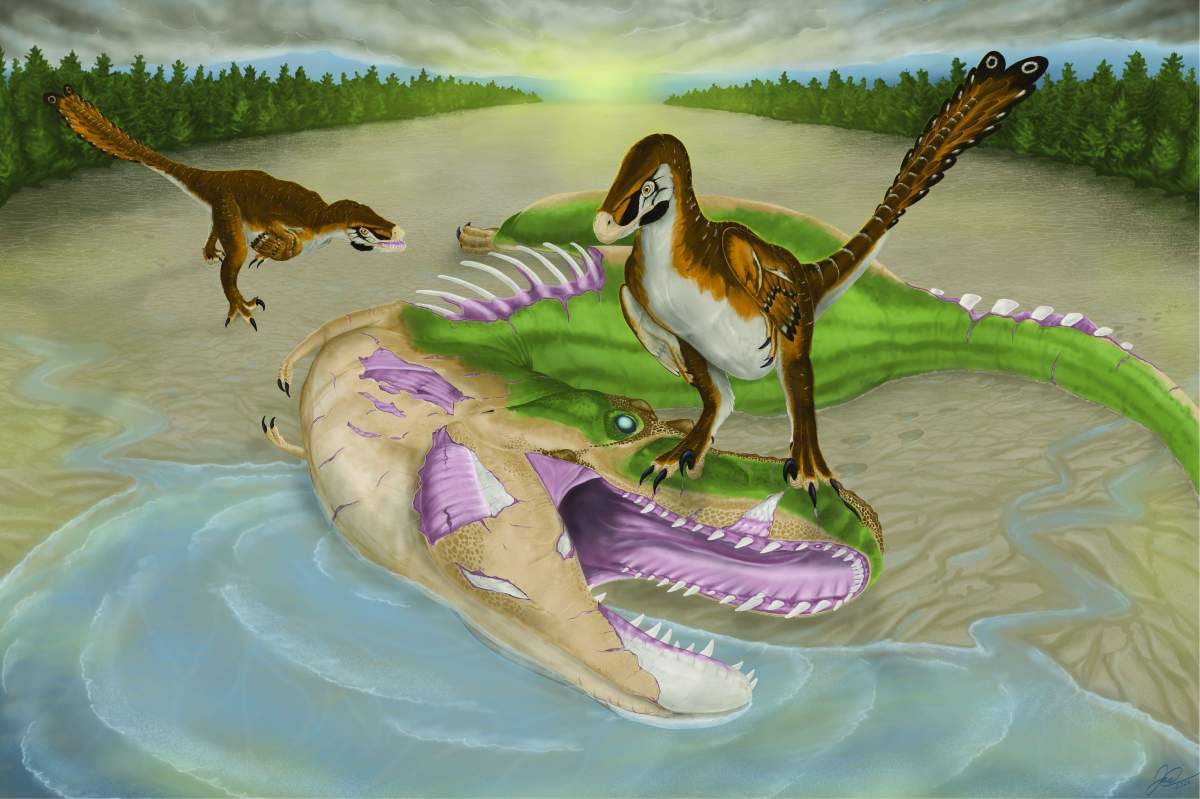 University of Alberta researchers say bite marks on an Albertosaurus could be the first evidence of a small raptor feeding on a tyrannosaur.