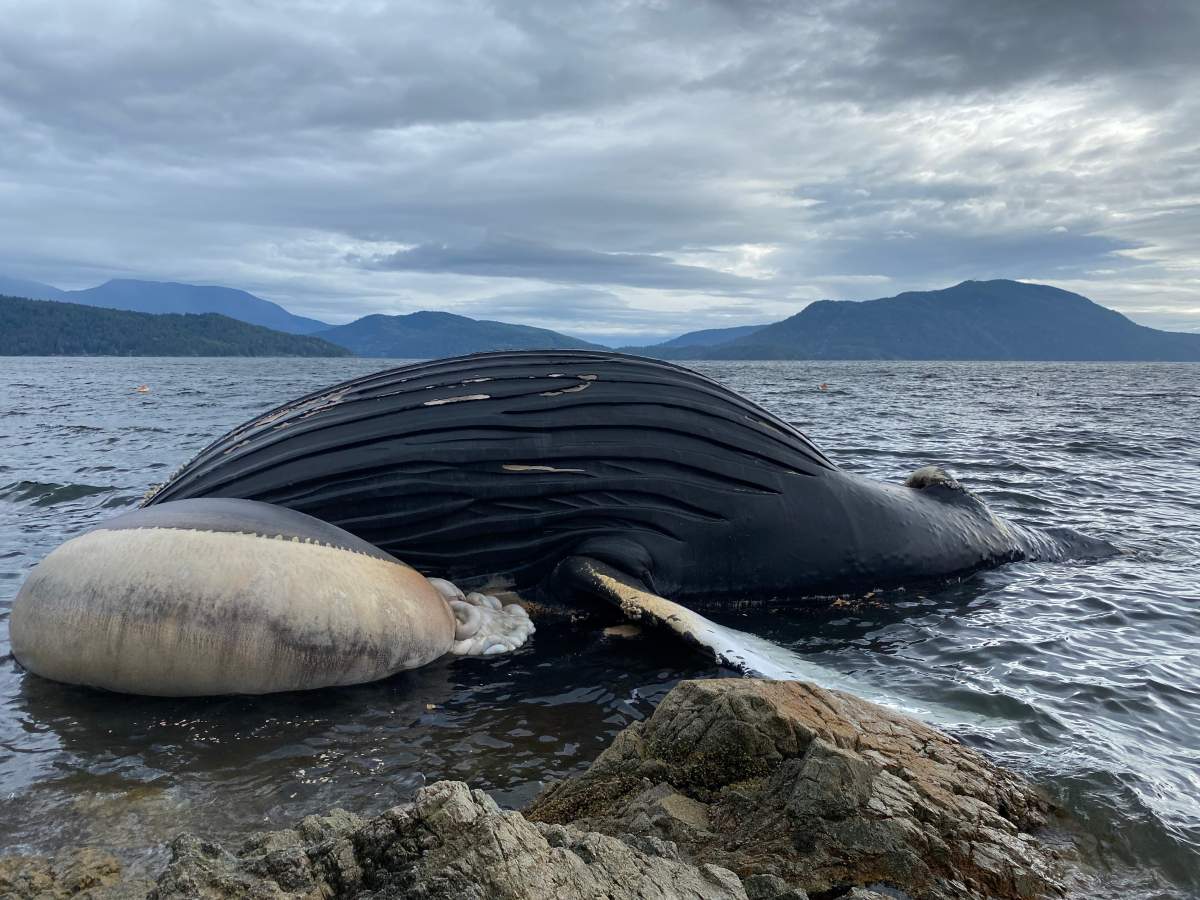 The deceased whale washed up on Gambier Island.