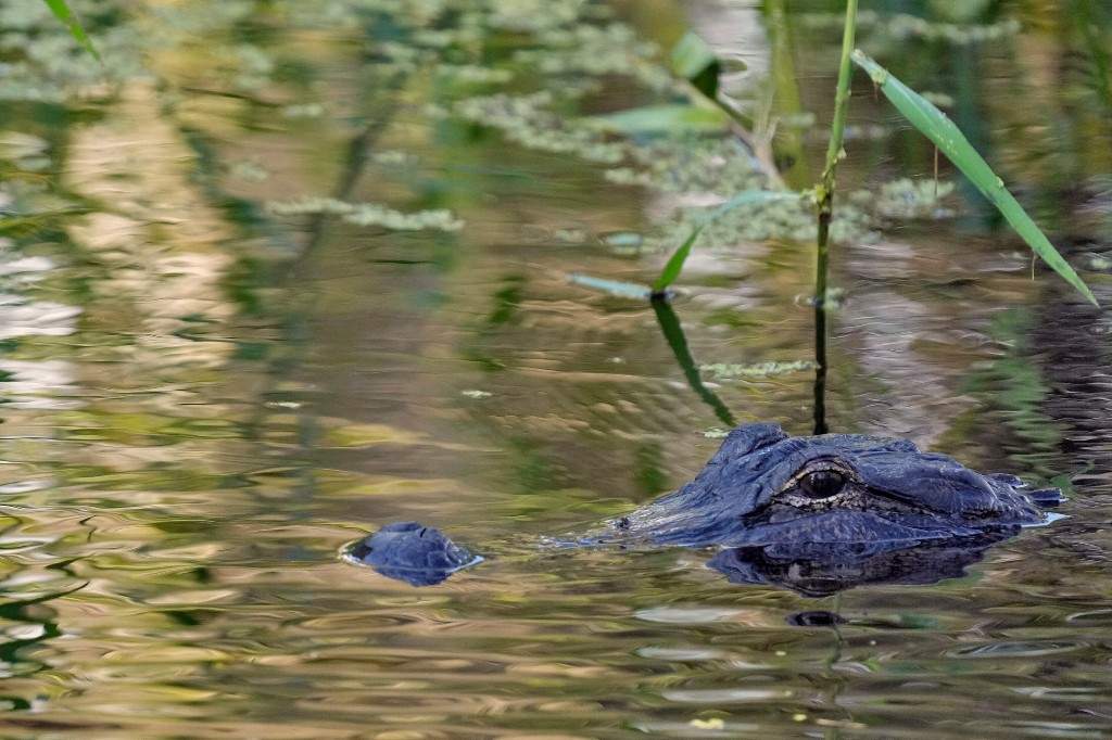 An alligator peers from the water's surface at the Circle B Bar Reserve, Tuesday, Oct. 21, 2025, in Polk County, Fla.