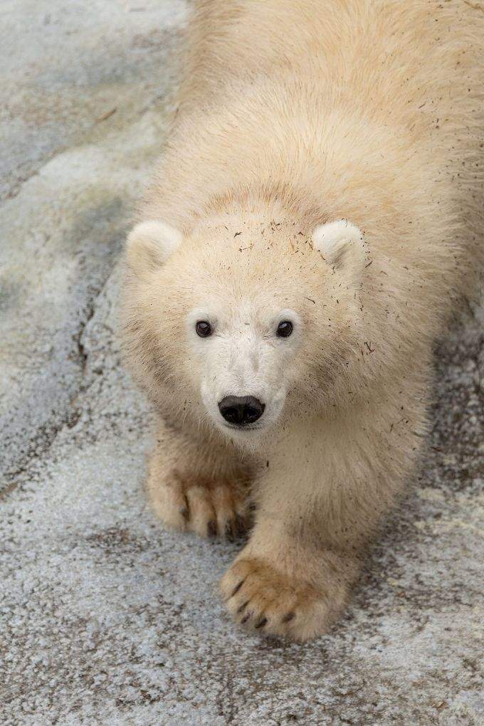 The young cub who arrived at the Assiniboine Park Zoo in August is ready for public visitors, Assiniboine Park Conservancy said.