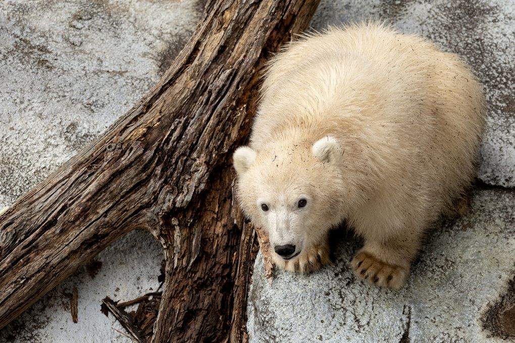 The young cub who arrived at the Assiniboine Park Zoo in August is ready for public visitors, Assiniboine Park Conservancy said.