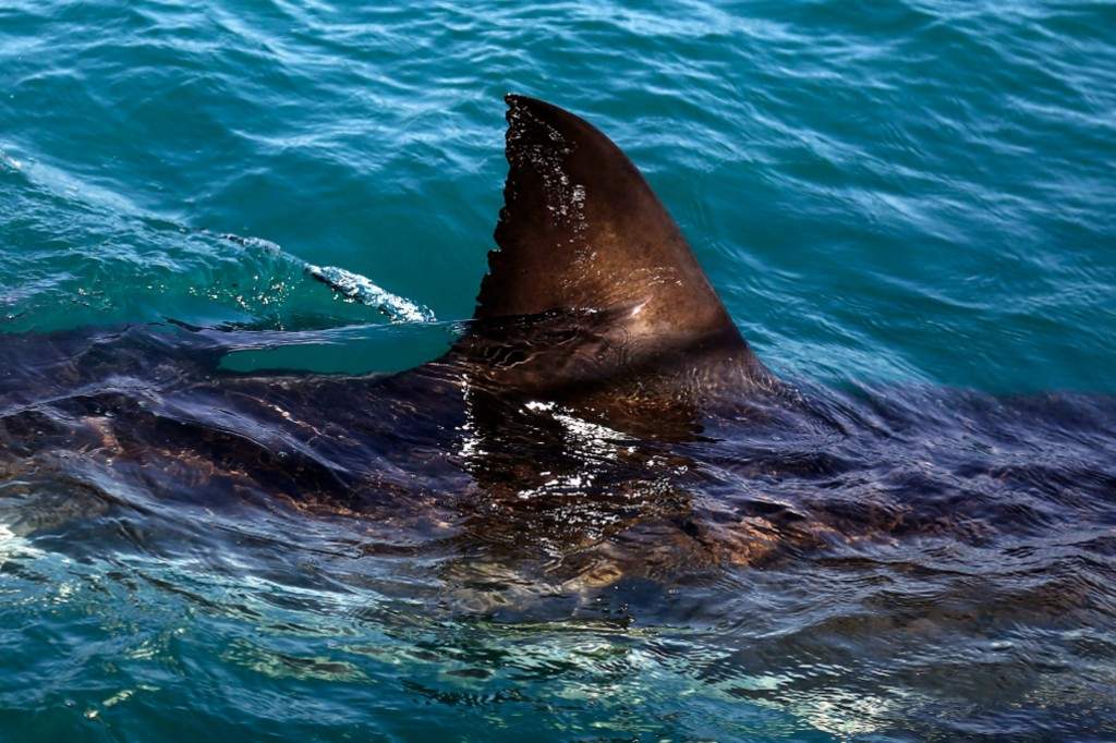 A file photo of the fin of a great white shark is seen swimming a past research boat in the waters off Gansbaai, South Africa.
