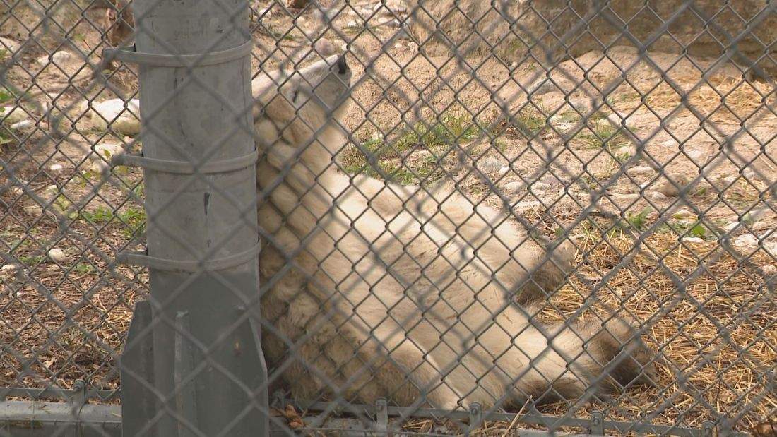 The young cub who arrived at the Assiniboine Park Zoo in August officially has a name, the zoo announced on social media Thursday.