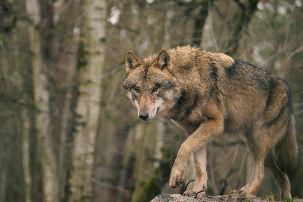 STOCK PHOTO: A wolf is pictured in this stock photo.