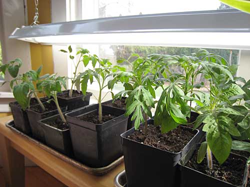 Kris' Tomatoes