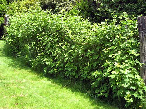 Caneberries
