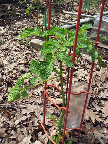 Tomato