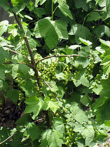 Currants