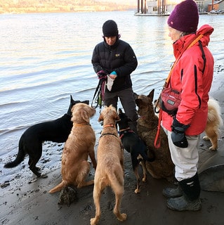 Dogwalkers in our neighborhood