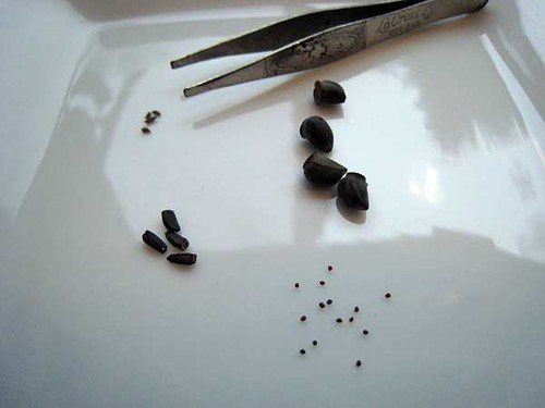 Seed Sizes