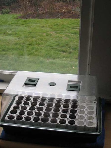 Seeds in the Window