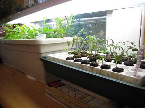 Seedlings