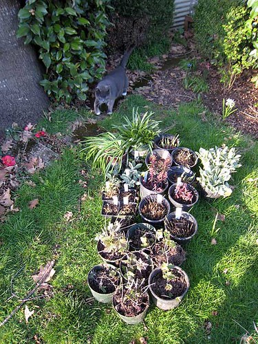 Plant Swap