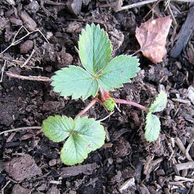 New Strawberry Plant!